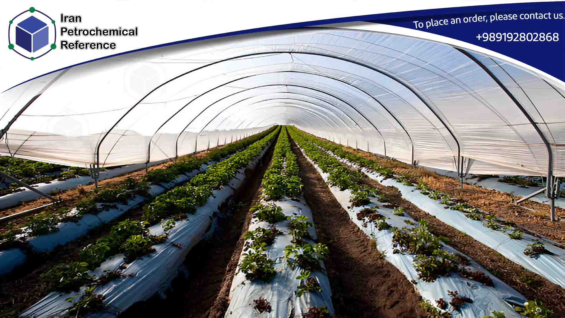 LLDPE 209 wide plastic sheets in agricultural greenhouse.